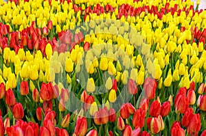 Colorful field of tulips background. Beautiful spring landscape. Bloom of blossom flowers