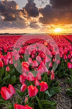 Colorful field of typical dutch flowers at sunset