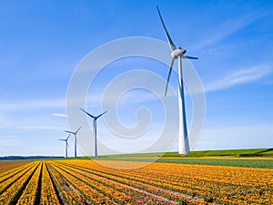 A colorful field of vibrant tulip flowers with majestic windmill turbines in Flevoland, Netherlands