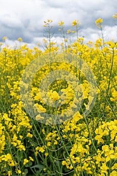 Colorful field of yellow blooming raps flowers. Blooming canola flowers close up