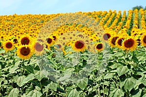 Colorful fields of sunflowers in sunny countryside.