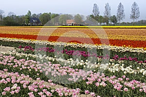 Colorful fields with tulips