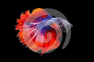 Colorful Fighting fish isolated on black background.