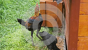 Colorful fighting rooster walks on the farm