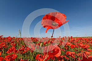 Colorful filed of blossoming poppies