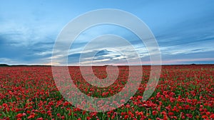 Colorful filed of blossoming poppies. Poppy field