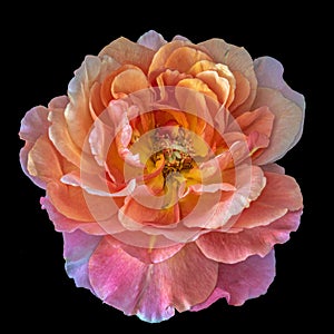 Colorful single isolated orange wide open rose blossom, black background