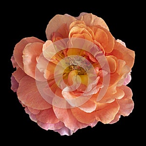 Colorful fine art still life bright macro of a single isolated orange wide open rose blossom, black background