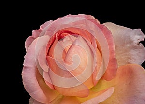 Colorful fine art still life macro of a single orange pink yellow wide open rose blossom, black background