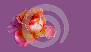 Colorful fine art still life macro of a single isolated orange pink yellow rose blossom on violet background