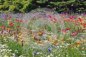 Colorful fiowers in Showa kinen Park