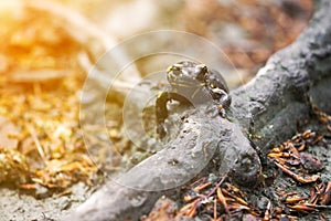 Colorful fire salamander on a tree root photo