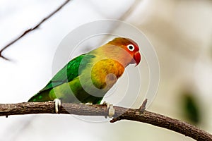 Colorful Fischers Lovebird perched on a branch