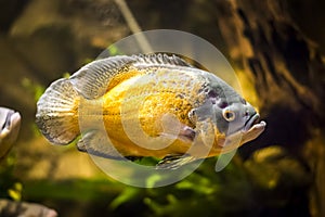 Colorful fish in aquarium