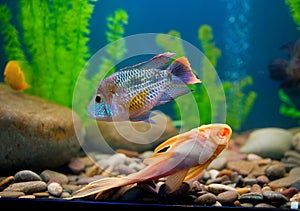 Colorful fish aquarium