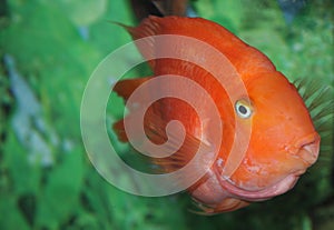 A colorful fish in an aquarium