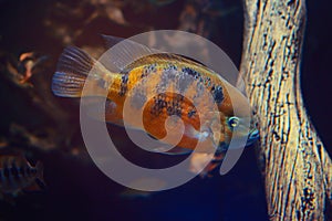 Colorful fish in an aquarium in dark blue water