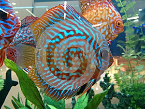 Colorful fish of aquarium photo