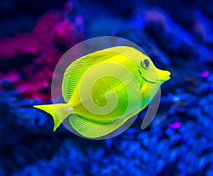 Colorful fish in img