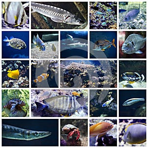 Colorful fish collage