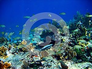 Colorful fish in coral reef