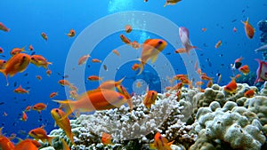 Colorful fish on coral reef, Red sea