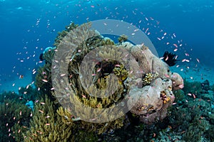 Colorful Fish and Corals in Papua New Guinea