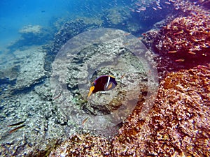Colorful fish in the Galapagos