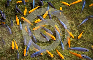 colorful fish in a pond