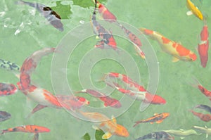 Colorful fish in the pool