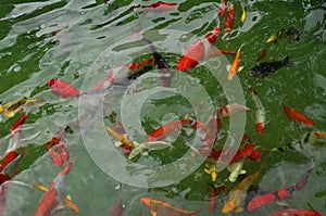 Colorful fish in the pool