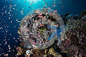 Colorful Fish and Reef Invertebrates in Indonesia