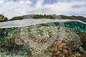 Colorful Fish and Reef in Shallows