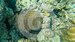 Colorful fish and sea anemone in the beautiful coral reef in Surin island national park, Pang Nga, Thailand