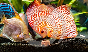 Colorful fish from the spieces Symphysodon discus and angelfish in aquarium feeding on meat