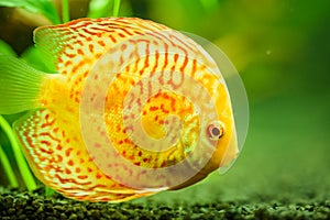 Colorful fish from the spieces Symphysodon discus in aquarium.