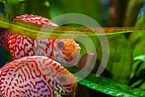 Colorful fish from the spieces Symphysodon discus in aquarium