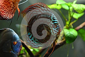 Colorful fish from the spieces Symphysodon discus in aquarium