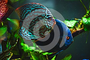 Colorful fish from the spieces Symphysodon discus in aquarium