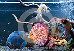 Colorful fish from the spieces Symphysodon discus in aquarium