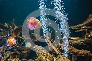 Colorful fish from the spieces Symphysodon discus in aquarium. Closeup of adult fish