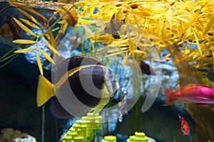 Colorful fish swim at submarine aquarium in Nagoya Legoland