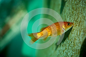 Colorful fish swimming in aquarium