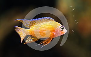 Colorful fish on underwater background with bubbles. Freedom concept