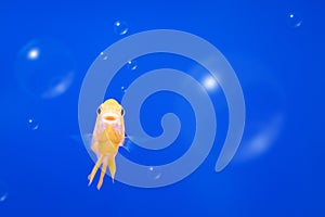 Colorful fish on underwater background with bubbles. Freedom concept