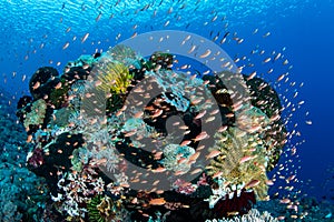 Colorful Fish and Vibrant Reef in Alor photo