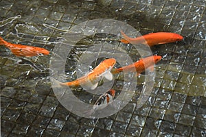 Colorful fishes in an acquarium photo