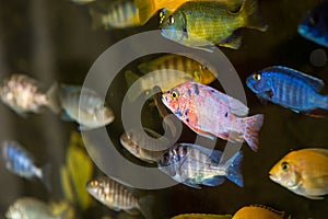 Colorful fishes in aquarium