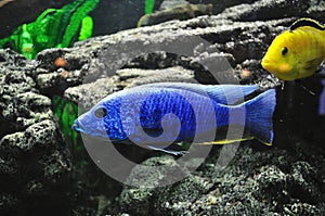 Colorful fishes in aquarium