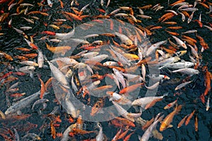 Colorful fishes crowded in pond waiting for food. Beautiful decorative koi carps, abstract natural background or